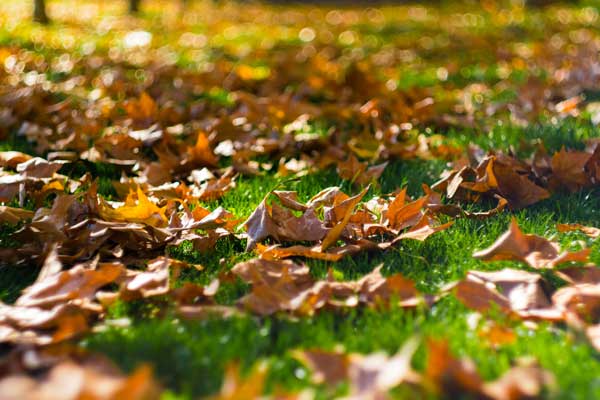 2026 September Newsletter